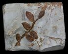 Fossil Nyssidium Seed Pods From Montana - Paleocene #35732-1